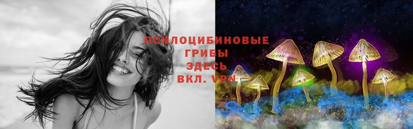 прущие грибы Дмитриев